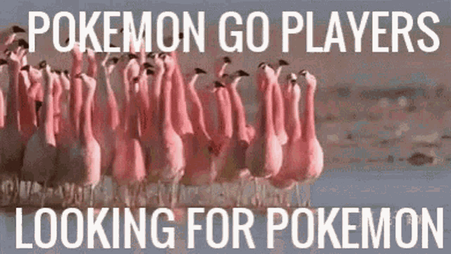 Pin by Tαɳყα on Pokemon  Pokemon funny, Pokemon, Pokemon go