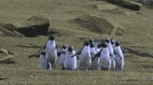 traveling penguins