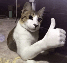 a cat is giving a thumbs up sign with its paw .