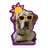 Kngf Assistentiehond Sticker - Kngf Assistentiehond Blindengeleidehond Stickers