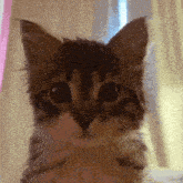 a close up of a cat 's face with a pink curtain in the background