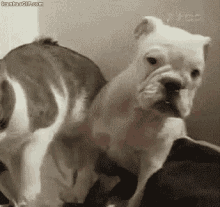 Dog Slap GIF - Dog Slap Cat GIFs