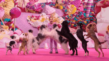 Dogs Tricks GIF - Dogs Tricks In Formation GIFs
