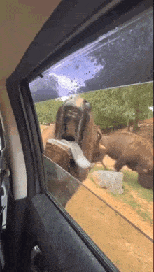 a person looking out of a car window at a lion