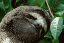 there is no need to be upset sloth