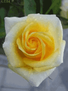 Yellow Rose GIF - Yellow Rose Sparkle GIFs
