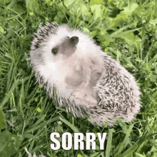 Hedgehog Sorry GIF
