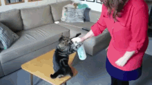 Water Your Cats Daily GIF - Water Cat Spray GIFs