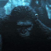 a close up of a chimpanzee 's face with a blue background