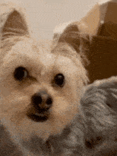 a close up of a small dog looking at the camera