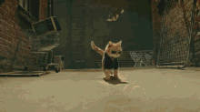 Who'S Your Daddy? Not Me! GIF - Pet Cats Costume GIFs