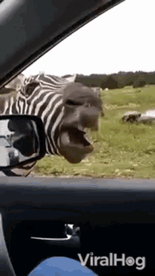 Zebra Chewing GIF - Zebra Chewing Noises GIFs