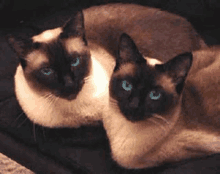 Siamese Cat GIF - Siamese Cat GIFs