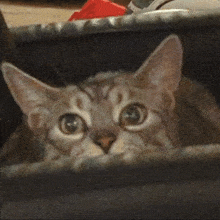 Cat Yeet GIF - Cat Yeet Willi GIFs