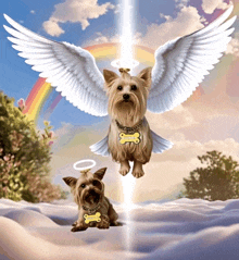 two small dogs with angel wings and a rainbow in the background one of the dogs has a name tag that says " chris "