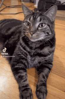 Tabby Cat GIF - Tabby Cat Yawn GIFs