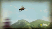 Flying Bee Cosmos GIF