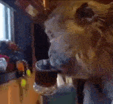 a close up of a dog drinking from a glass
