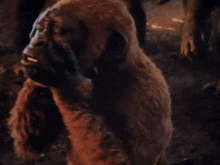Horrified Godzilla X Kong The New Empire GIF - Horrified Godzilla X Kong The New Empire Mini Kong GIFs