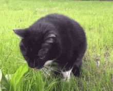Cat Throwing Up GIF - Cat Throwing Up Disgusted GIFs
