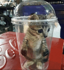 Cat Car GIF - Cat Car Cup GIFs
