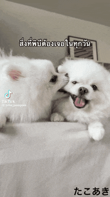two white dogs are kissing each other with a tiktok watermark
