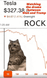 a cat is on a screen that says tesla $ 321.23