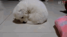 a white dog is curled up on the floor next to a pink blanket .