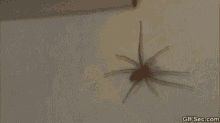 Yikes Spider GIF