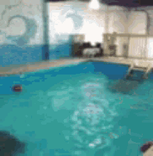 Swimming Dogs GIF - Swimming Dogs Pool GIFs