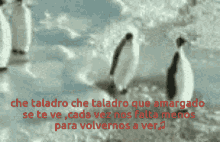 Taladro Penguin GIF - Taladro Penguin Push GIFs