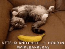 Netflix And Chill One Hour In Albuquerque Funny GIF - Netflix And Chill One Hour In Albuquerque Funny Cat GIFs