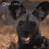 a close up of a dog 's face with the words pbs nature behind it