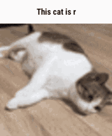 cat r