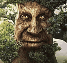 Wise Old Tree Wise Tree GIF - Wise Old Tree Wise Tree - Discover & Share  GIFs