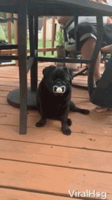 Pug Viralhog GIF - Pug Viralhog Pug With A Pacifier GIFs