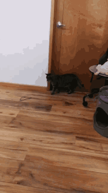 a cat is walking across a wooden floor