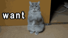 Cat Be Begging For Something GIF