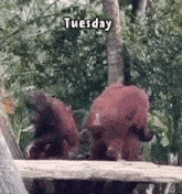 Tuesday Blessings Good Morning Tuesday GIF - Tuesday Blessings Tuesday Good Morning Tuesday GIFs