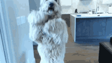 Yegstv Dog GIF - Yegstv Dog Puppy GIFs