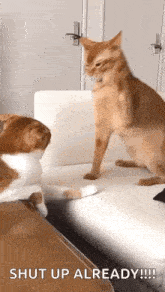 Cat Smacking Other Cat Cat Swat GIF