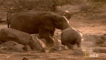 You Cannot Trespass Elephant Vs Rhino Animal Fight Night GIF - You Cannot Trespass Elephant Vs Rhino Animal Fight Night World Rhino Day GIFs