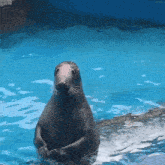 a seal is standing in a pool of water looking at the camera