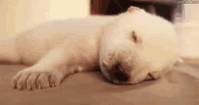 Puppy Sleeping GIF - Puppy Sleeping Cute GIFs