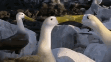 Albatross Birds GIF - Albatross Birds Albatross Reunited GIFs