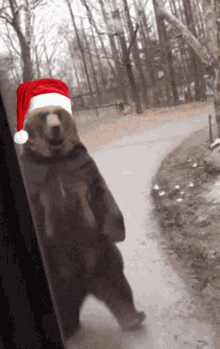 bear christmas