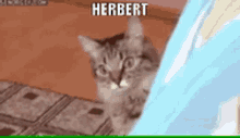Herbert Cat GIF - Herbert Cat Kitty GIFs