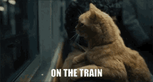 On The Train Cat GIF