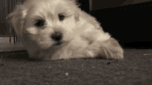 Dogs Tired GIF - Dogs Tired Nap GIFs