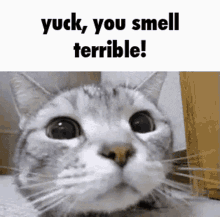 wow you smell nice cat discord smelly mods